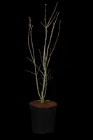 Acer palmatum 'Skeeter´s Broom' (Japanse esdoorn 'Skeeter´s Broom') - afbeelding 1