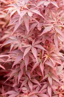 Acer palmatum 'Skeeter´s Broom' (Japanse esdoorn 'Skeeter´s Broom') - afbeelding 23