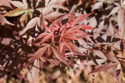 Acer palmatum 'Skeeter´s Broom' (Japanse esdoorn 'Skeeter´s Broom') - afbeelding 2
