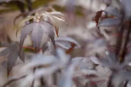 Acer palmatum 'Skeeter´s Broom' (Japanse esdoorn 'Skeeter´s Broom') - afbeelding 4