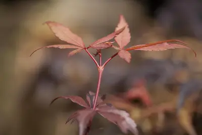 Acer palmatum 'Skeeter´s Broom' (Japanse esdoorn 'Skeeter´s Broom') - afbeelding 5