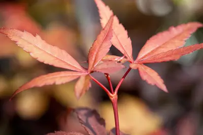 Acer palmatum 'Skeeter´s Broom' (Japanse esdoorn 'Skeeter´s Broom') - afbeelding 6