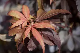 Acer palmatum 'Skeeter´s Broom' (Japanse esdoorn 'Skeeter´s Broom') - afbeelding 7