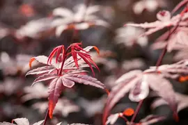 Acer palmatum 'Skeeter´s Broom' (Japanse esdoorn 'Skeeter´s Broom') - afbeelding 9