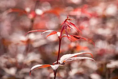 Acer palmatum 'Skeeter´s Broom' (Japanse esdoorn 'Skeeter´s Broom') - afbeelding 10