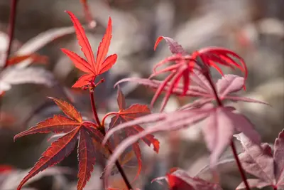 Acer palmatum 'Skeeter´s Broom' (Japanse esdoorn 'Skeeter´s Broom') - afbeelding 11