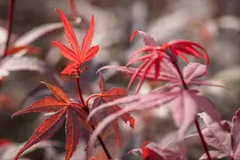 Acer palmatum 'Skeeter´s Broom' (Japanse esdoorn 'Skeeter´s Broom') - afbeelding 11
