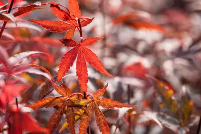Acer palmatum 'Skeeter´s Broom' (Japanse esdoorn 'Skeeter´s Broom') - afbeelding 12
