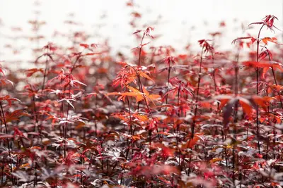 Acer palmatum 'Skeeter´s Broom' (Japanse esdoorn 'Skeeter´s Broom') - afbeelding 13