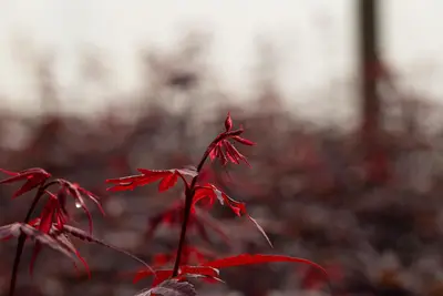 Acer palmatum 'Skeeter´s Broom' (Japanse esdoorn 'Skeeter´s Broom') - afbeelding 14
