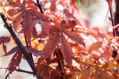 Acer palmatum 'Skeeter´s Broom' (Japanse esdoorn 'Skeeter´s Broom') - afbeelding 15