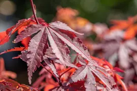 Acer palmatum 'Skeeter´s Broom' (Japanse esdoorn 'Skeeter´s Broom') - afbeelding 16