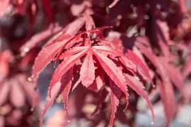 Acer palmatum 'Skeeter´s Broom' (Japanse esdoorn 'Skeeter´s Broom') - afbeelding 17