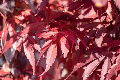Acer palmatum 'Skeeter´s Broom' (Japanse esdoorn 'Skeeter´s Broom') - afbeelding 18