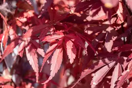 Acer palmatum 'Skeeter´s Broom' (Japanse esdoorn 'Skeeter´s Broom') - afbeelding 18