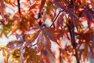 Acer palmatum 'Skeeter´s Broom' (Japanse esdoorn 'Skeeter´s Broom') - afbeelding 19