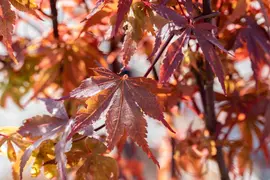 Acer palmatum 'Skeeter´s Broom' (Japanse esdoorn 'Skeeter´s Broom') - afbeelding 19