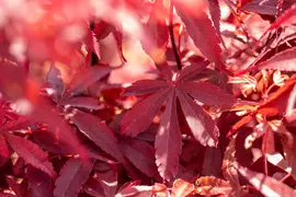 Acer palmatum 'Skeeter´s Broom' (Japanse esdoorn 'Skeeter´s Broom') - afbeelding 20
