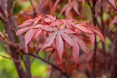 Acer palmatum 'Skeeter´s Broom' (Japanse esdoorn 'Skeeter´s Broom') - afbeelding 21