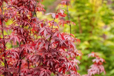 Acer palmatum 'Skeeter´s Broom' (Japanse esdoorn 'Skeeter´s Broom') - afbeelding 22