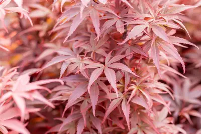 Acer palmatum 'Skeeter´s Broom' (Japanse esdoorn 'Skeeter´s Broom') - afbeelding 24