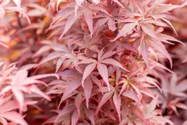 Acer palmatum 'Skeeter´s Broom' (Japanse esdoorn 'Skeeter´s Broom') - afbeelding 24