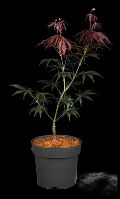 Acer palmatum 'Sumi-nagashi' (Japanse esdoorn 'Sumi-nagashi') - afbeelding 4