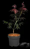 Acer palmatum 'Sumi-nagashi' (Japanse esdoorn 'Sumi-nagashi') - afbeelding 4