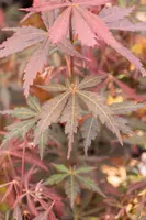 Acer palmatum 'Sumi-nagashi' (Japanse esdoorn 'Sumi-nagashi') - afbeelding 8