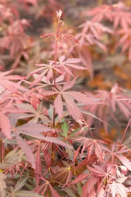Acer palmatum 'Sumi-nagashi' (Japanse esdoorn 'Sumi-nagashi') - afbeelding 10