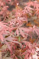 Acer palmatum 'Sumi-nagashi' (Japanse esdoorn 'Sumi-nagashi') - afbeelding 10