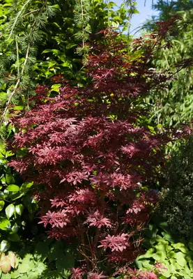 Acer palmatum 'Sumi-nagashi' (Japanse esdoorn 'Sumi-nagashi') - afbeelding 3