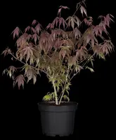 Acer palmatum 'Sumi-nagashi' (Japanse esdoorn 'Sumi-nagashi') - afbeelding 1