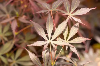 Acer palmatum 'Sumi-nagashi' (Japanse esdoorn 'Sumi-nagashi') - afbeelding 5