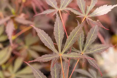 Acer palmatum 'Sumi-nagashi' (Japanse esdoorn 'Sumi-nagashi') - afbeelding 6