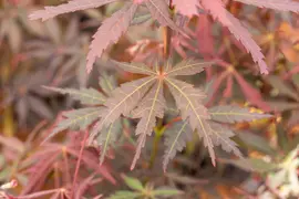 Acer palmatum 'Sumi-nagashi' (Japanse esdoorn 'Sumi-nagashi') - afbeelding 7
