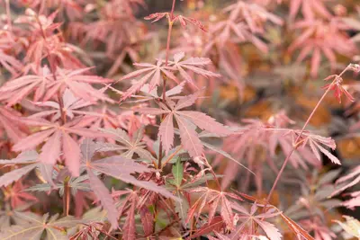 Acer palmatum 'Sumi-nagashi' (Japanse esdoorn 'Sumi-nagashi') - afbeelding 9