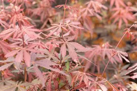 Acer palmatum 'Sumi-nagashi' (Japanse esdoorn 'Sumi-nagashi') - afbeelding 9