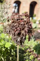 Acer platanoides 'Crimson Sentry' (Noorse esdoorn 'Crimson Sentry') - afbeelding 2