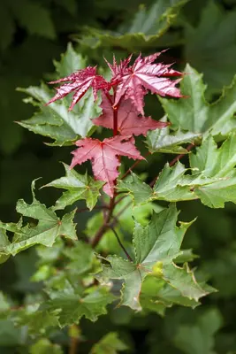 Acer platanoides 'Crimson Sentry' (Noorse esdoorn 'Crimson Sentry') - afbeelding 4