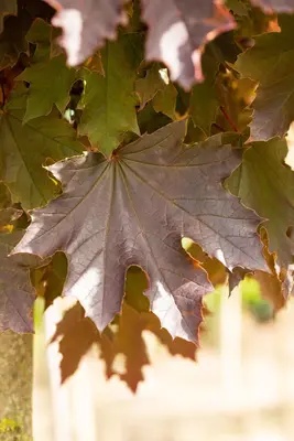 Acer platanoides 'Crimson Sentry' (Noorse esdoorn 'Crimson Sentry') - afbeelding 13