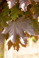 Acer platanoides 'Crimson Sentry' (Noorse esdoorn 'Crimson Sentry') - afbeelding 13