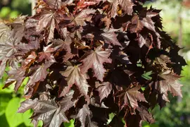Acer platanoides 'Crimson Sentry' (Noorse esdoorn 'Crimson Sentry') - afbeelding 1