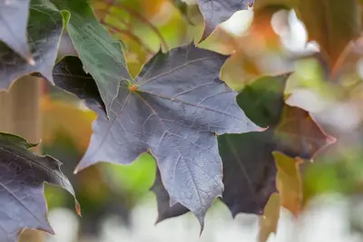 Acer platanoides 'Crimson Sentry' (Noorse esdoorn 'Crimson Sentry') - afbeelding 6