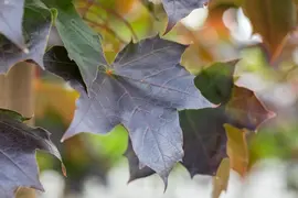 Acer platanoides 'Crimson Sentry' (Noorse esdoorn 'Crimson Sentry') - afbeelding 6
