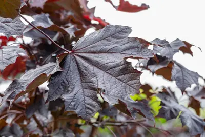 Acer platanoides 'Crimson Sentry' (Noorse esdoorn 'Crimson Sentry') - afbeelding 7
