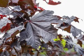 Acer platanoides 'Crimson Sentry' (Noorse esdoorn 'Crimson Sentry') - afbeelding 7