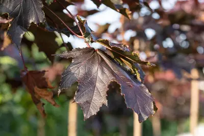 Acer platanoides 'Crimson Sentry' (Noorse esdoorn 'Crimson Sentry') - afbeelding 8