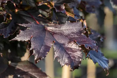 Acer platanoides 'Crimson Sentry' (Noorse esdoorn 'Crimson Sentry') - afbeelding 9