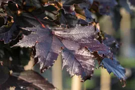 Acer platanoides 'Crimson Sentry' (Noorse esdoorn 'Crimson Sentry') - afbeelding 9